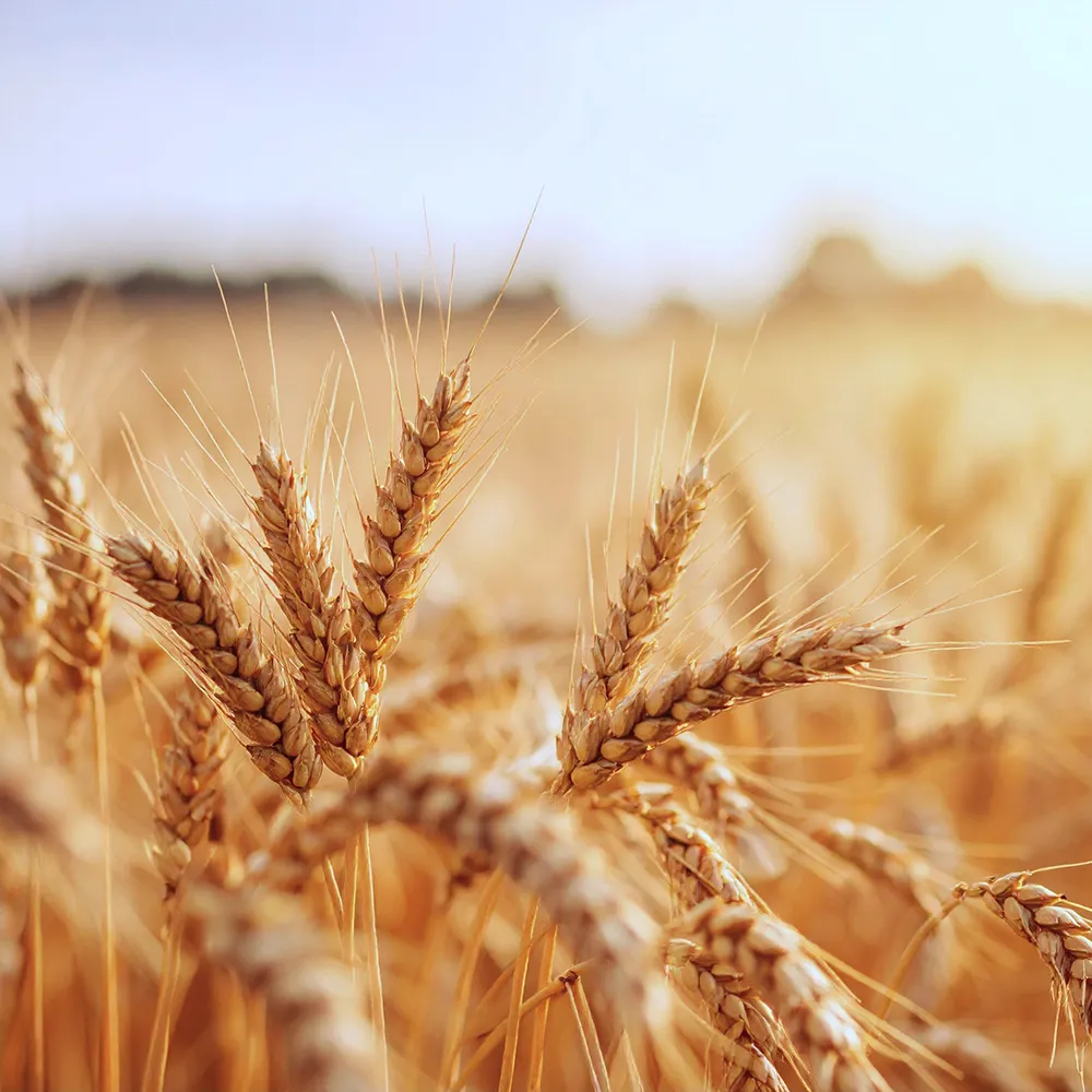 Alberta Distillers Rye Whisky Glass and Wheat Grains Content
